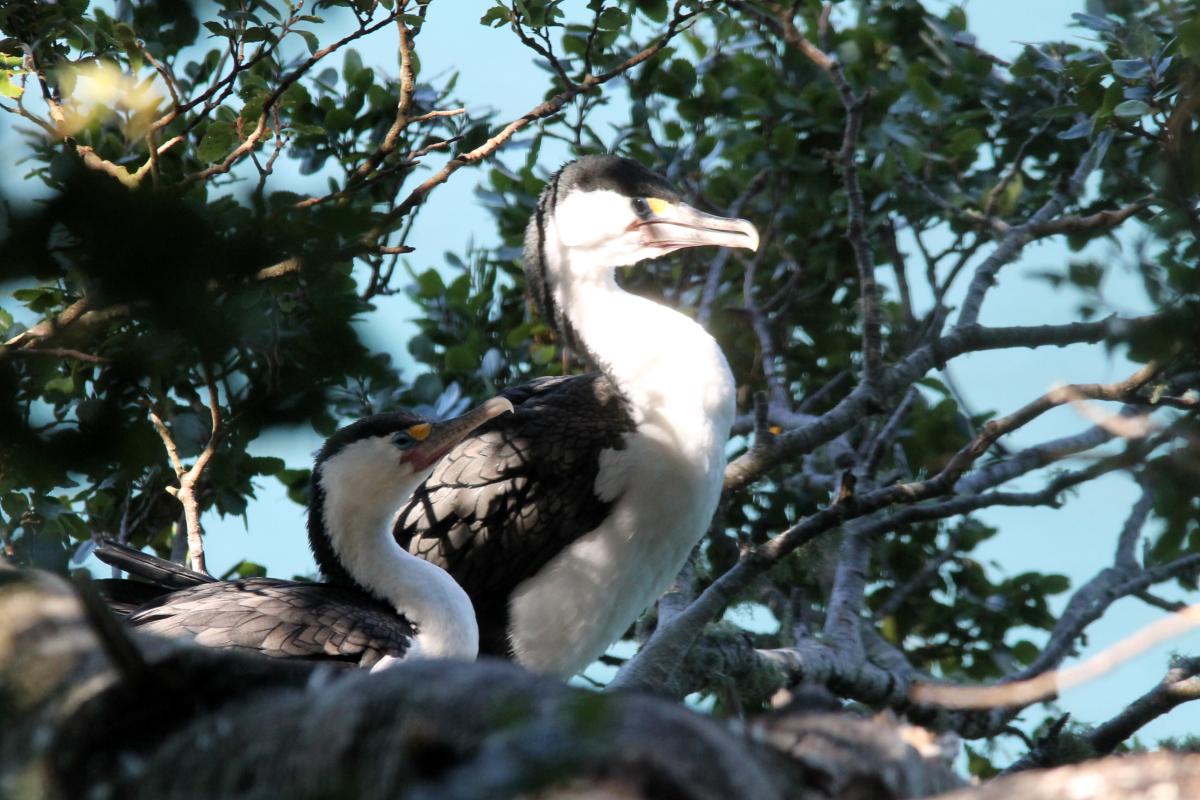 Pied Shag (Phalacrocorax varius)